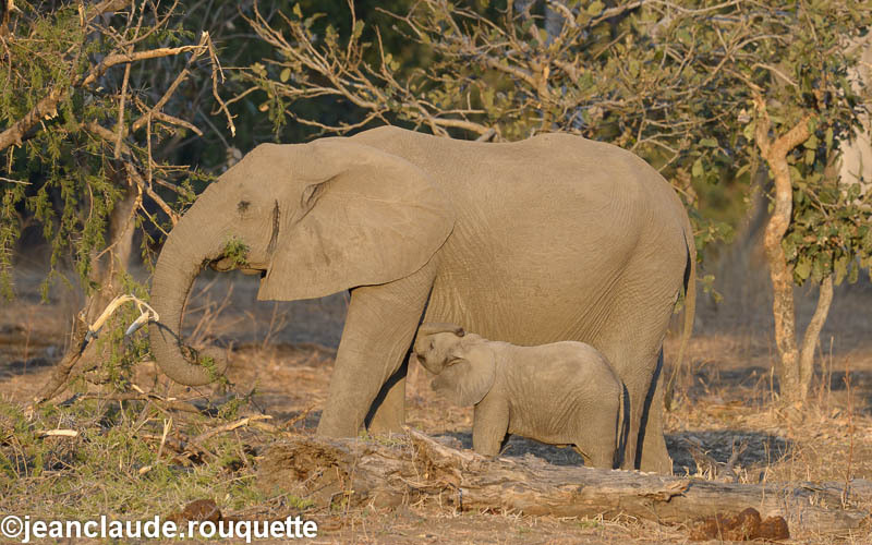 Mamma and her calf - South Luangwa 2014 (Zambia)