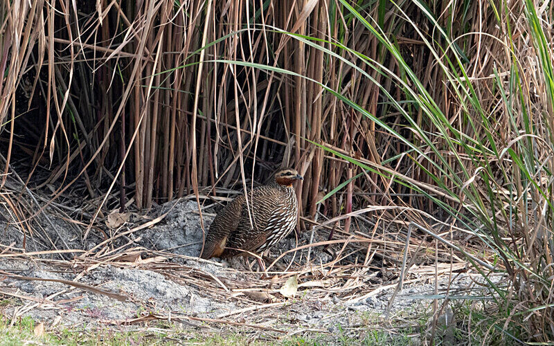 Swamp Francolin - Kaziranga National Park Noth East India 2025