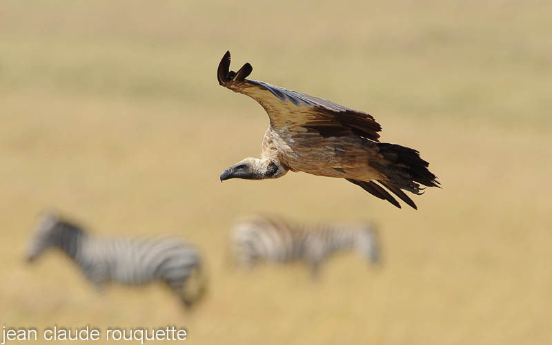 White-backed Vulture. - Masai mara 2009 oloololo gate (Kenya 2009)
