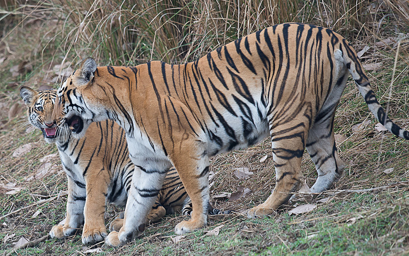  - Tadoba national park (India 2016)