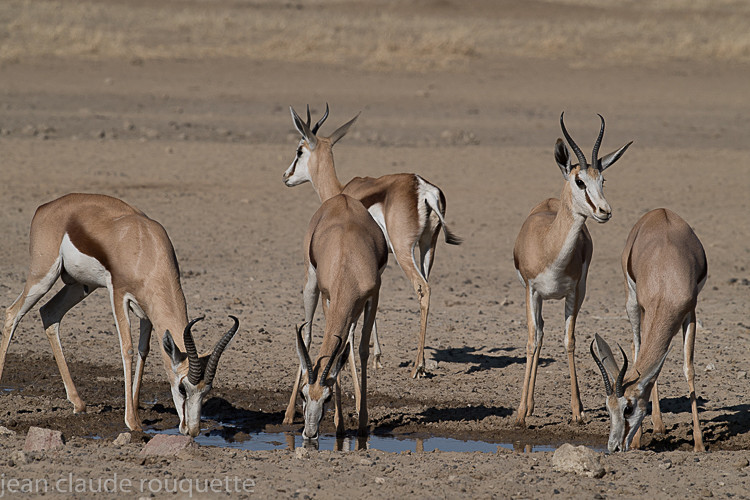 Springbok - Kgalagadi transfrontier park (2017)