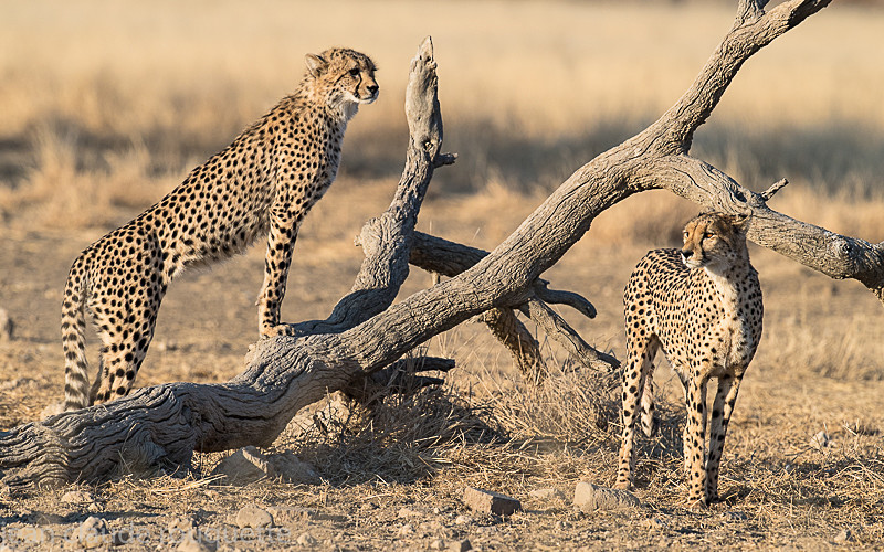  - Kgalagadi transfrontier park (2017)