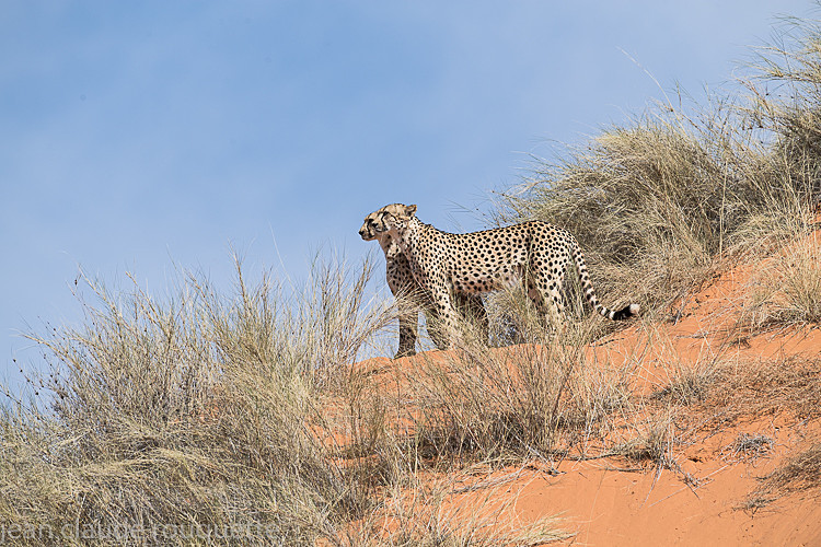  - Kgalagadi transfrontier park (2017)