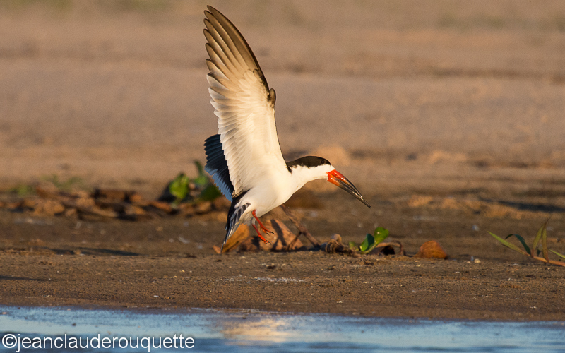 Black skimmer - Pantanal Brazil 2015