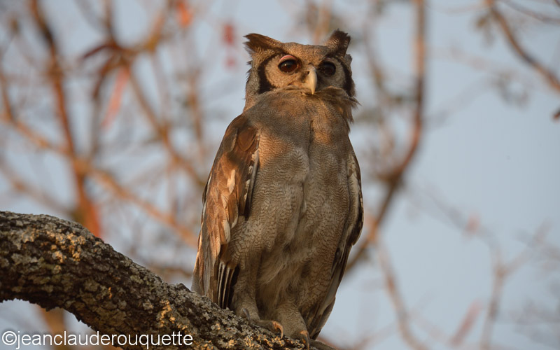 Verreaux's Eagle Owl - Kafue N.P. (Zambia2014)
