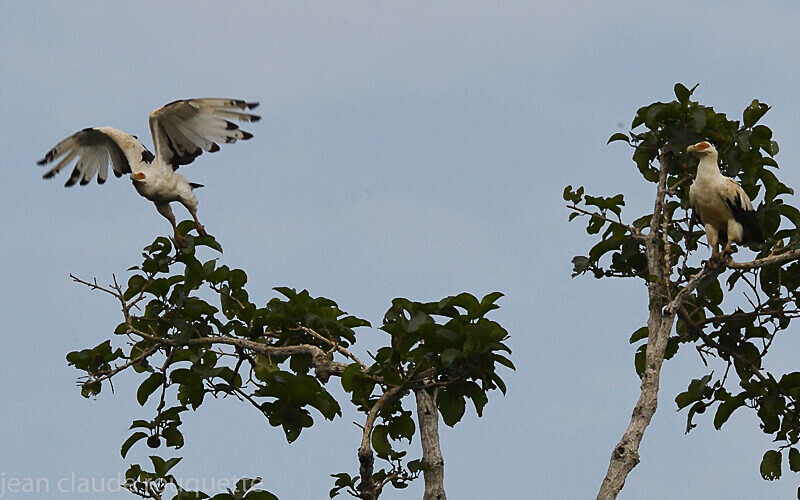 Palm-nut vultures - Odzala National Park (République du Congo (2019)