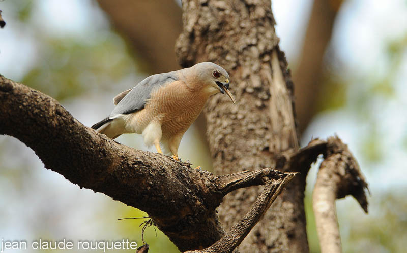 Shikra is swallowing a lizzard. - Kanha and Corbet national parks (India 2011)