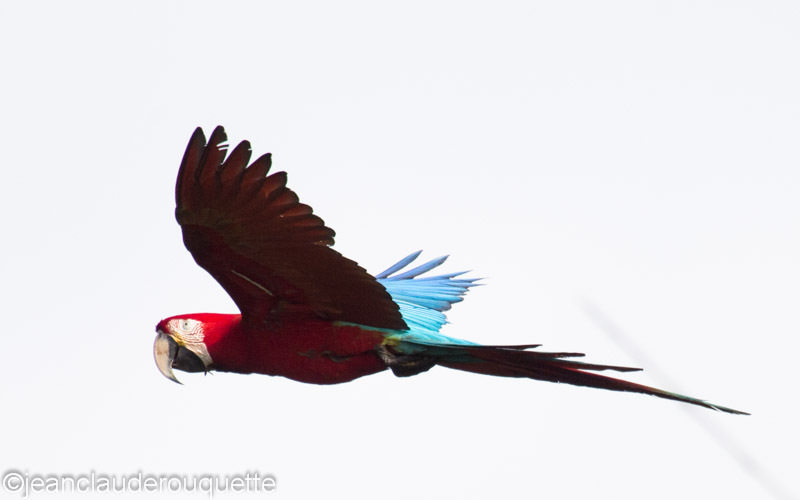 Red and Green Macaws - Manu national park (Peru 2015)