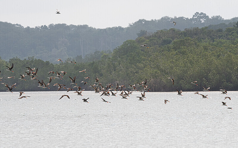 African skimmers - Loango national park (Gabon 2024)