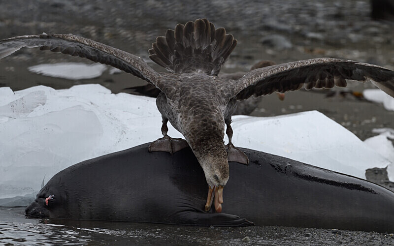 Giant Petrel on Elephant seal carcass - Ushuaïa Malvinas South Georgia Antartica Peninsula