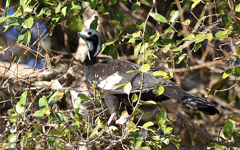 White-throated Pipping -Guan - Pantanal 2018 Porto Jofré