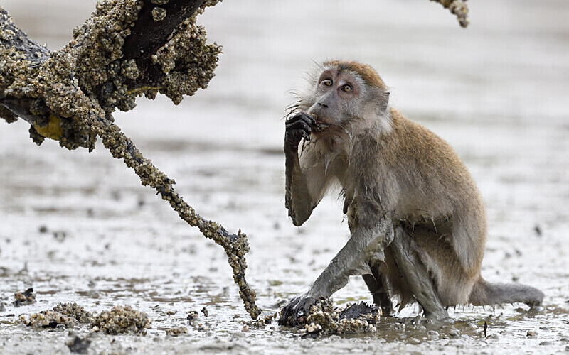 Long tailed macaque - Sarawak (avril 2024) Borneo Malaisie