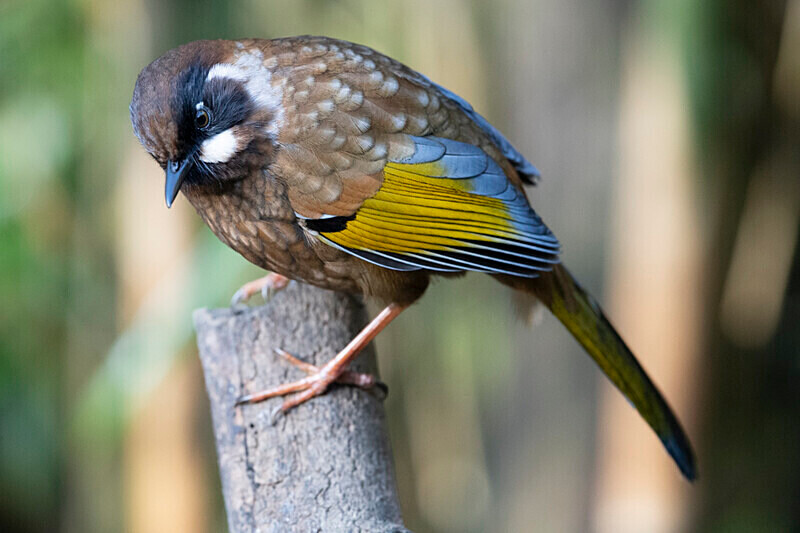 Black-faced Laughingtrhush - Singalila National Park February 2025 North East India