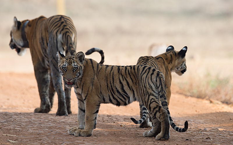  - Tadoba national park 2017