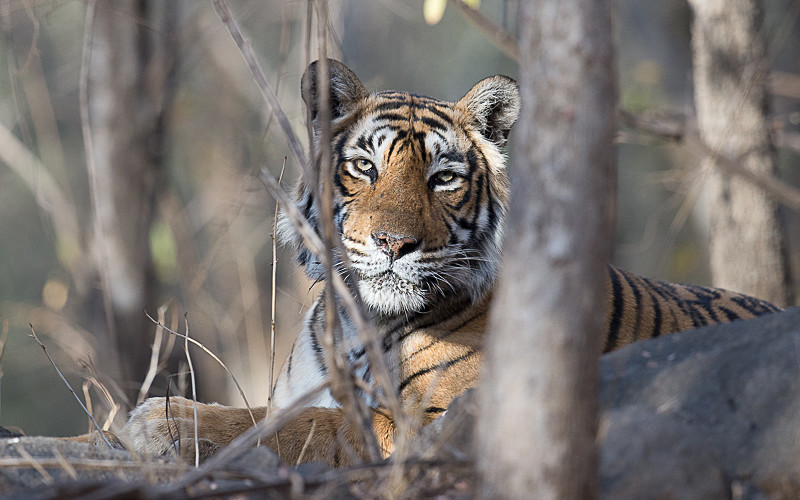  - Ranthambhore 2017