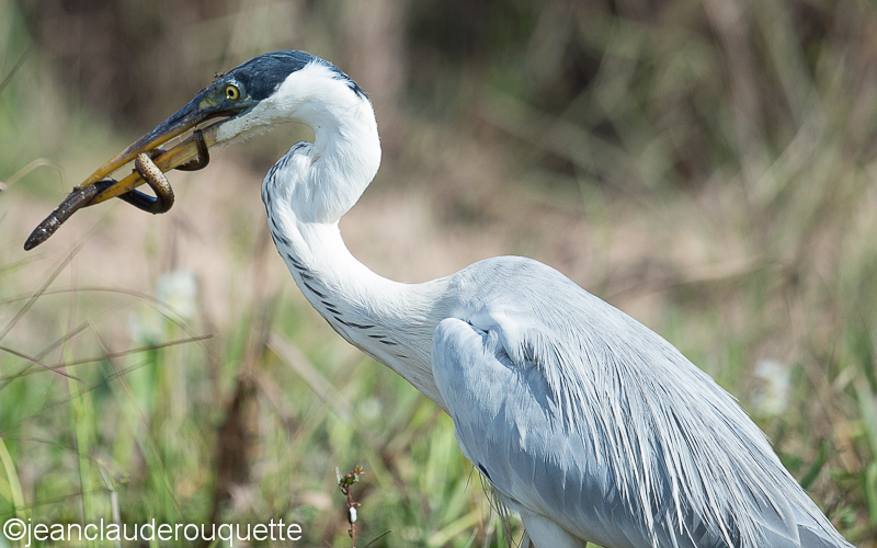 Cocoi heron is catching a eel - Pantanal Brazil 2015
