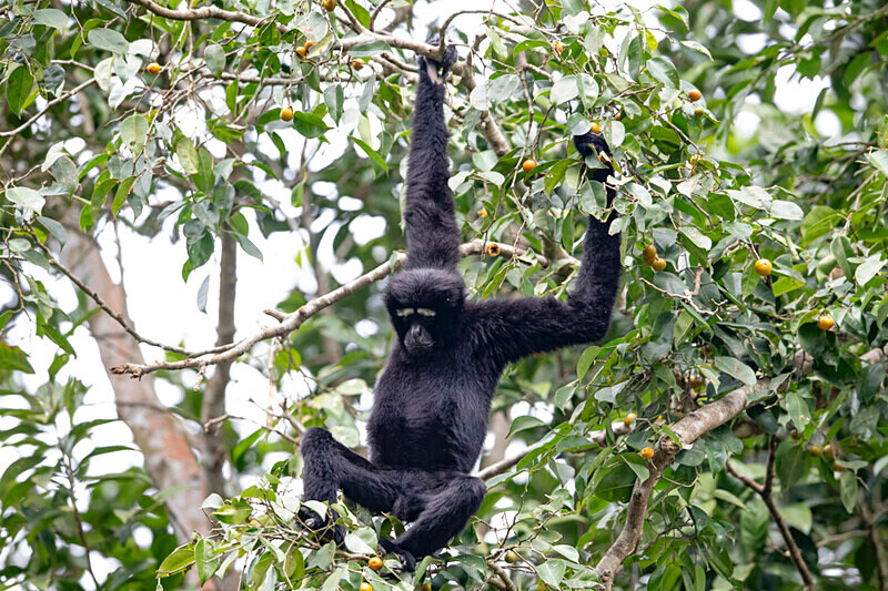 Hoolock Gibbon male - Hollongapar wildlife sanctuary North East India 2025