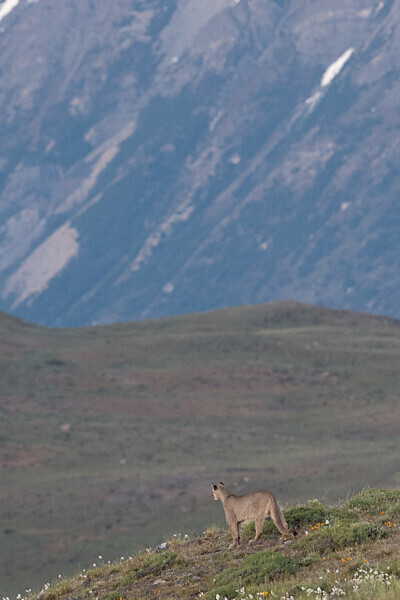 Puma - Patagonie Chilienne: Magellan Channel and Torres del Paine N.P.