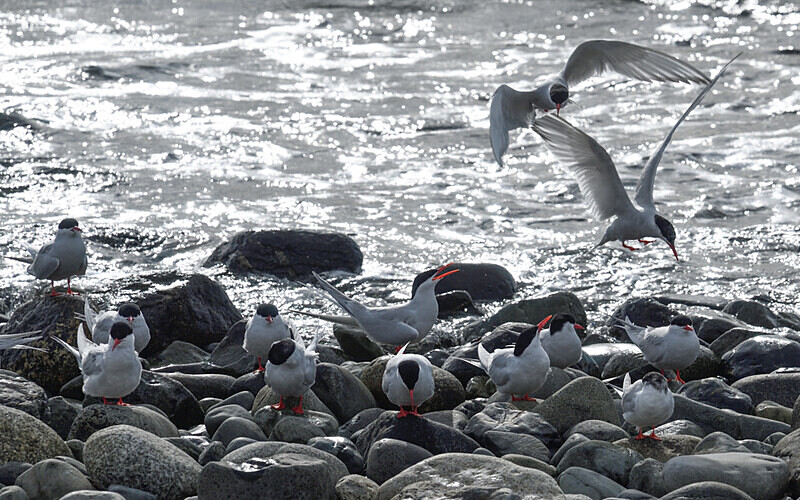 South American Tern - Patagonie Chilienne: Magellan Channel and Torres del Paine N.P.