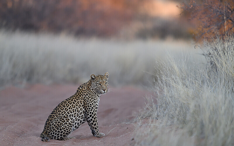  - Kgalagadi transfrontier park (2017)