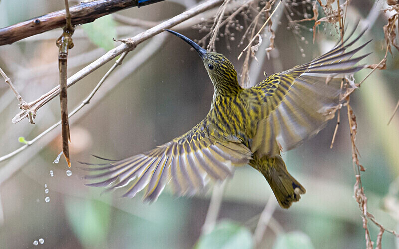 Streaked spider hunter - Latpanchar