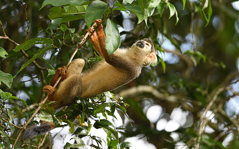 Squirrel Monkey - Pacaya Samiria Pérou 2022
