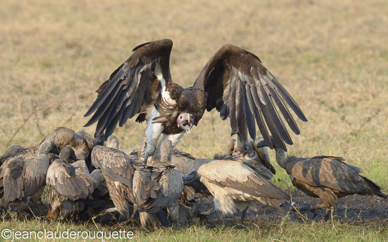  - Kafue N.P. (Zambia2014)