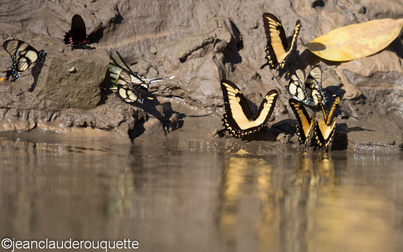  - Manu national park (Peru 2015)