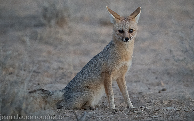 Cape Fox - Kgalagadi transfrontier park (2017)
