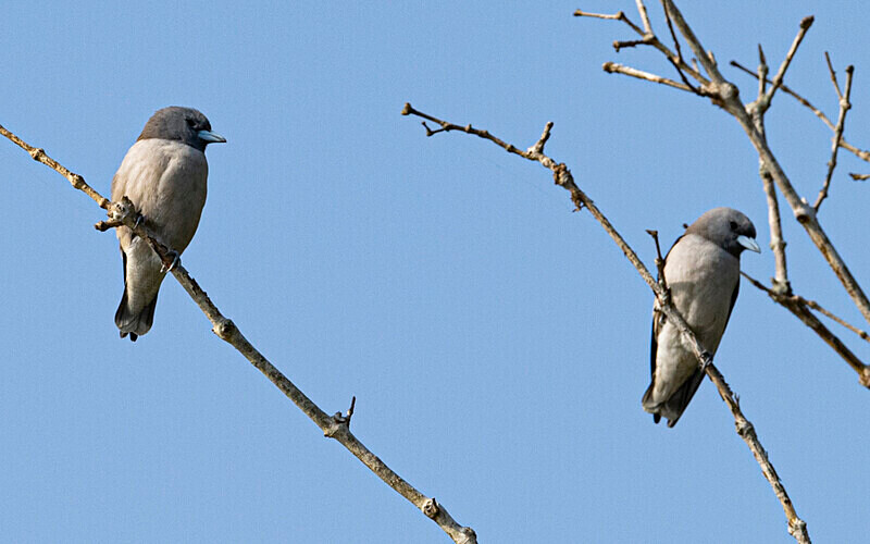 Ashy Swallow - Sundarban National Park North East India February 2025