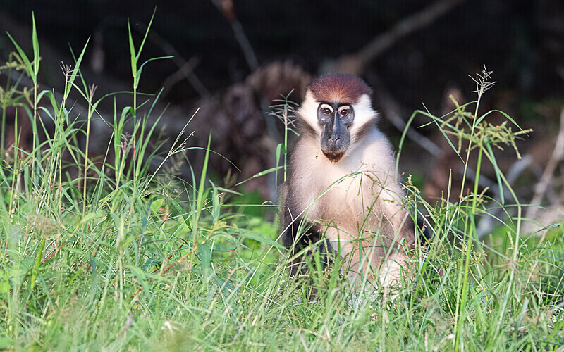 White-collared mangabey - Loango national park (Gabon 2024)