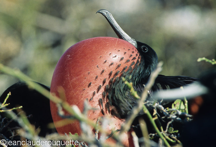 Magnifiscent Frigatebird (North Seymour) - The Galapagos islands, Ecuador 2008