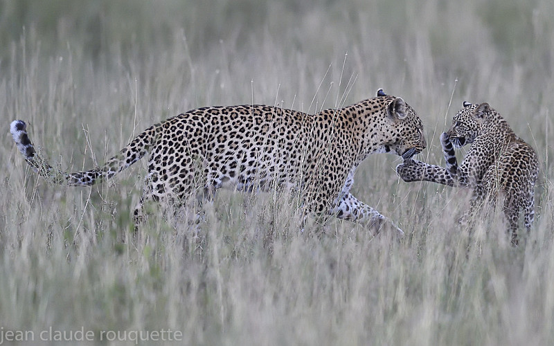 Mother and daughter in Seronera - Serengeti N.P. and N'Gorongoro Tanzania 2018