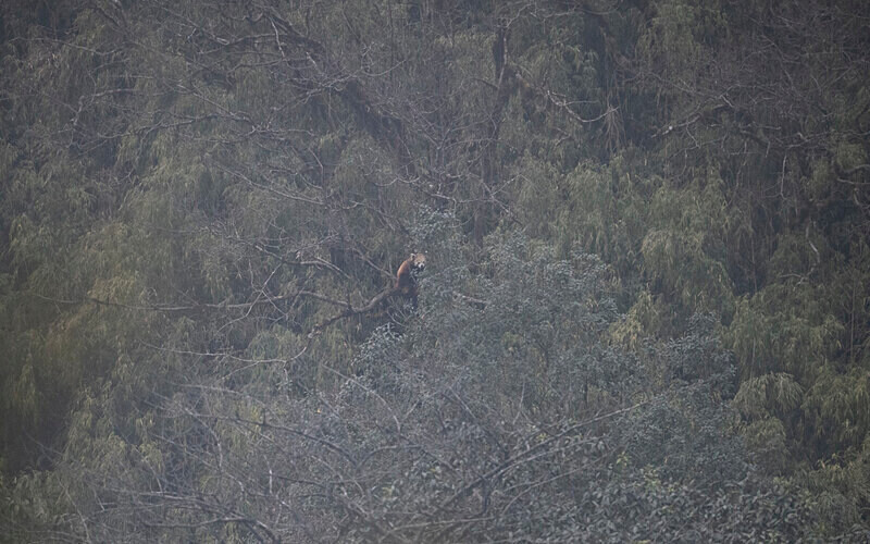 Red Panda - Singalila National Park February 2025 North East India