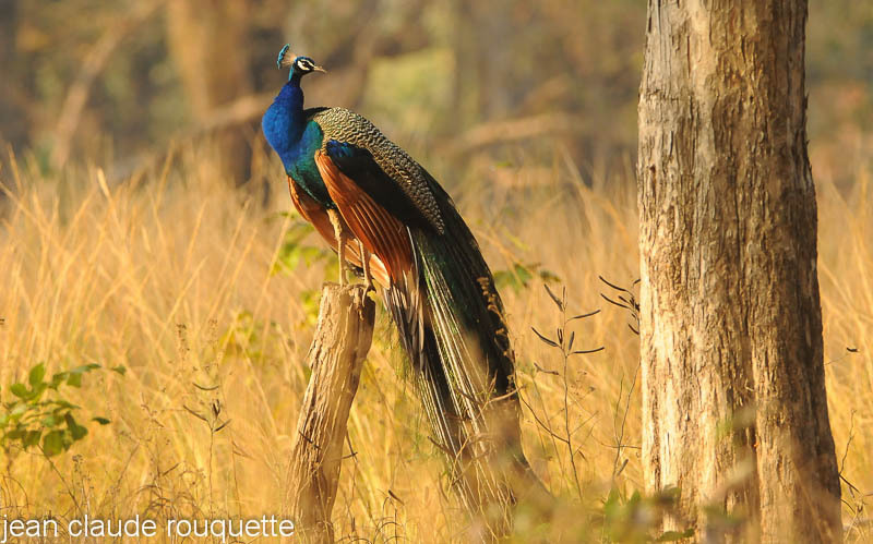 Indian Peafowl on a branch. - Kanha and Corbet national parks (India 2011)