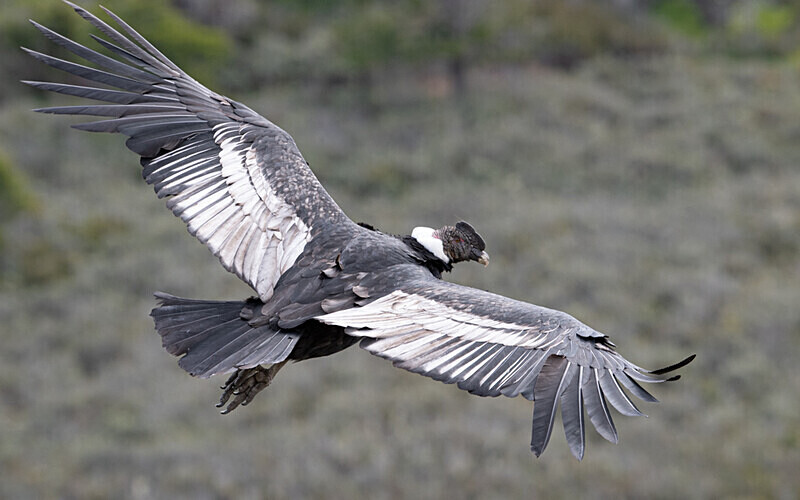 Andean Condor - Patagonie Chilienne: Magellan Channel and Torres del Paine N.P.