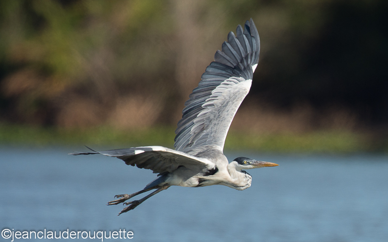 Cocoi heron flying - Pantanal Brazil 2015