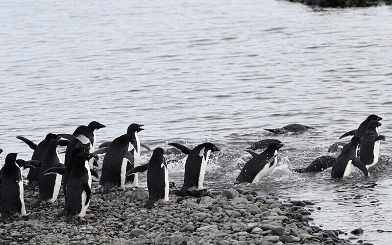 Adelie Penguins - Ushuaïa Malvinas South Georgia Antartica Peninsula