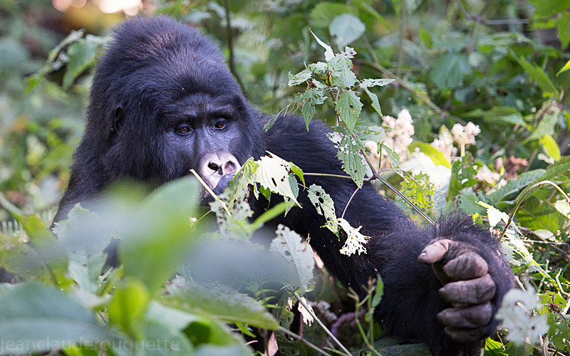 Bwindi (Ruhija) - Uganda 2016