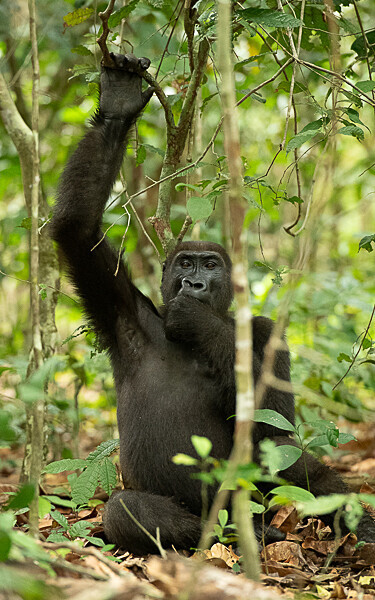  - Loango national park (Gabon 2024)