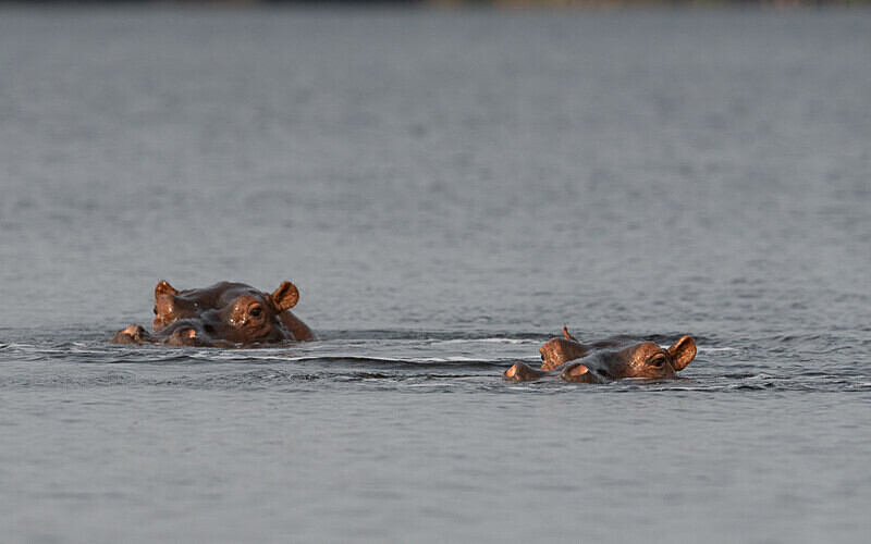  - Loango national park (Gabon 2024)