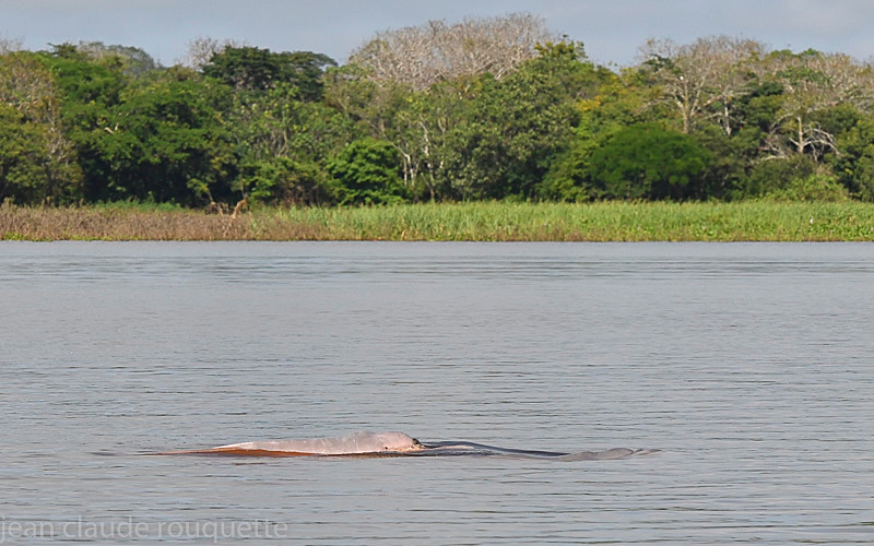 Amazon river delphin - Mamiraua (brésil 2018)
