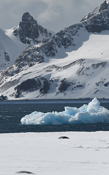Halfmoon Island - Ushuaïa Malvinas South Georgia Antartica Peninsula