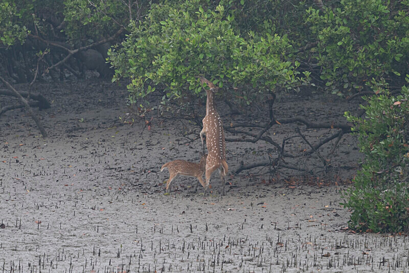Spotted Deers - Sundarban National Park North East India February 2025