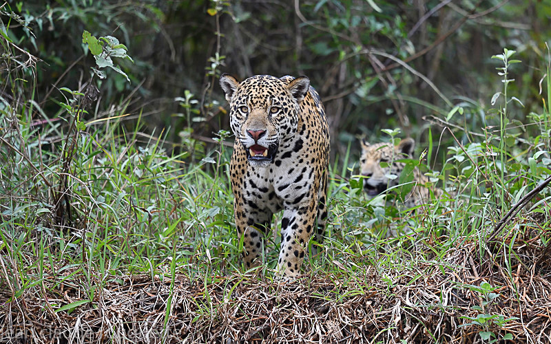  - Pantanal 2018 Porto Jofré