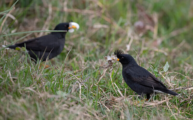Great Myna - Kaziranga National Park Noth East India 2025