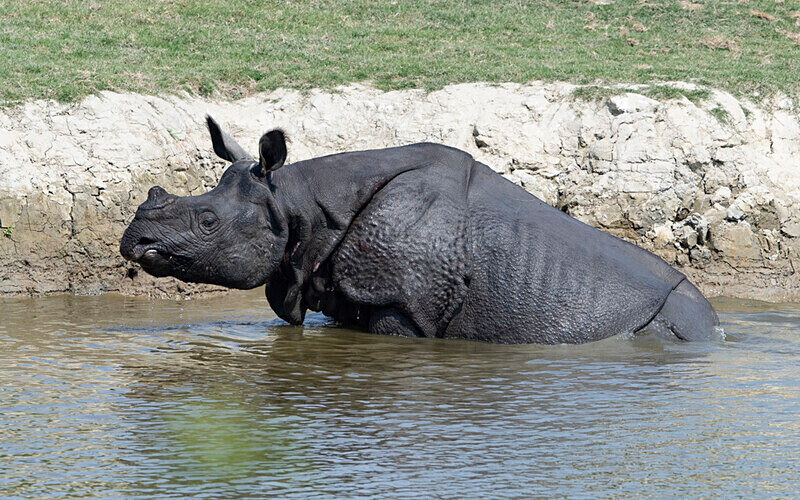 Rhino - Kaziranga National Park Noth East India 2025