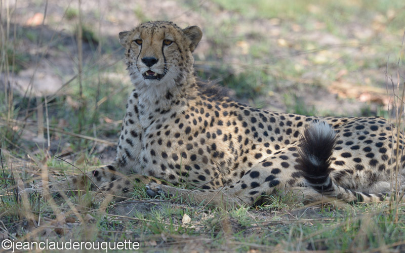 Cheetah - Kafue N.P. (Zambia2014)