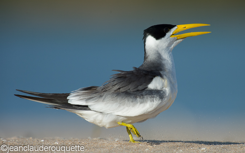 Yellow-billed tern - Pantanal Brazil 2015