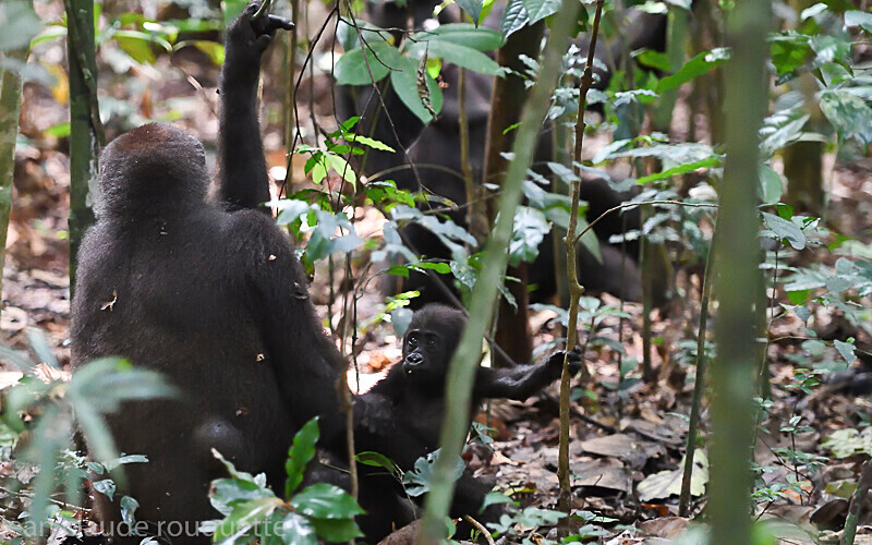  - Dzanga Sangha National Park (République Centrafricaine) 2019